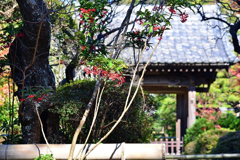 1081_鎌倉円覚寺_神奈川