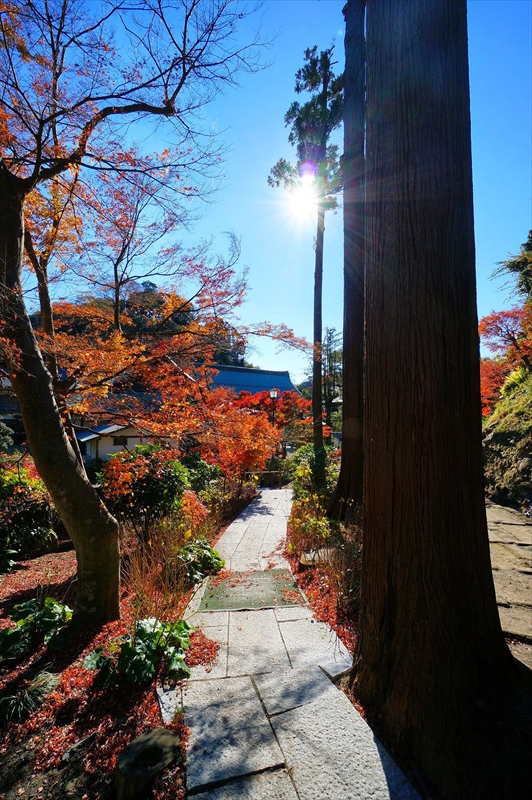1083_鎌倉円覚寺_神奈川