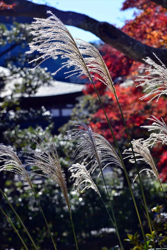 1084_鎌倉円覚寺_神奈川