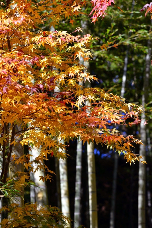1090_鎌倉円覚寺_神奈川