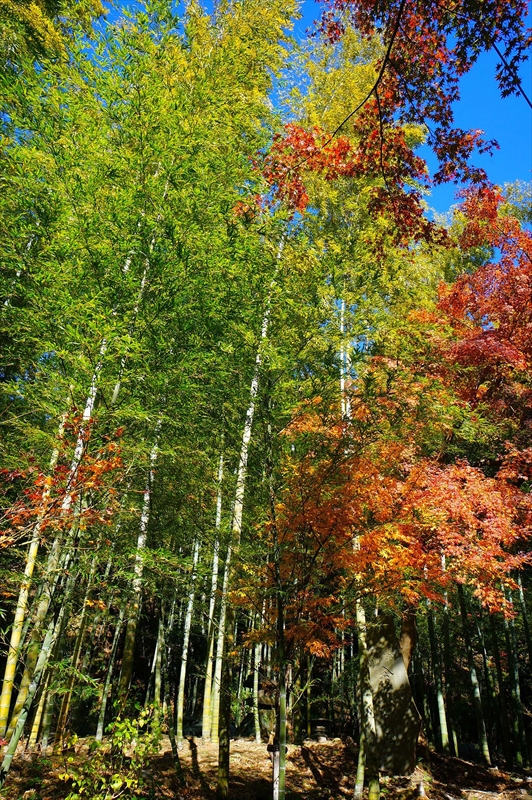 1091_鎌倉円覚寺_神奈川