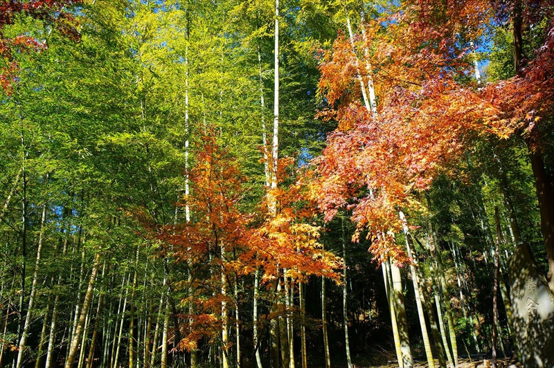 1092_鎌倉円覚寺_神奈川