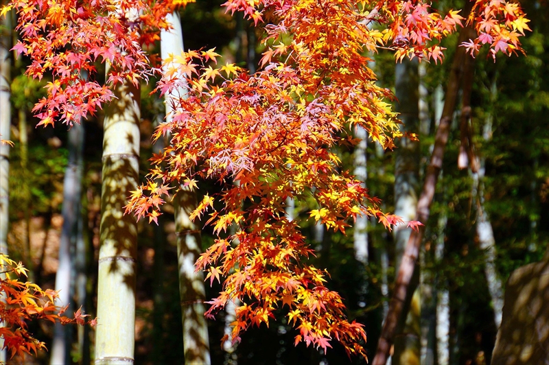 1093_鎌倉円覚寺_神奈川