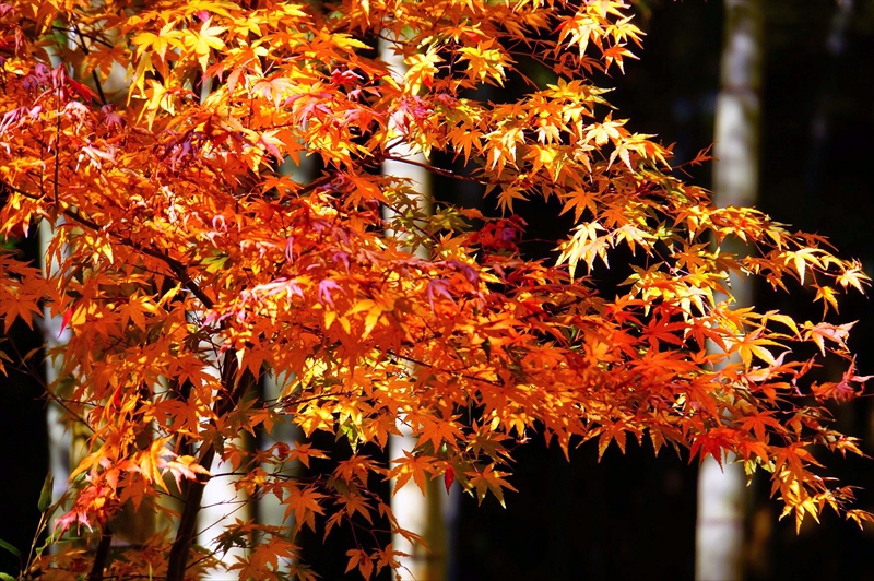 1094_鎌倉円覚寺_神奈川