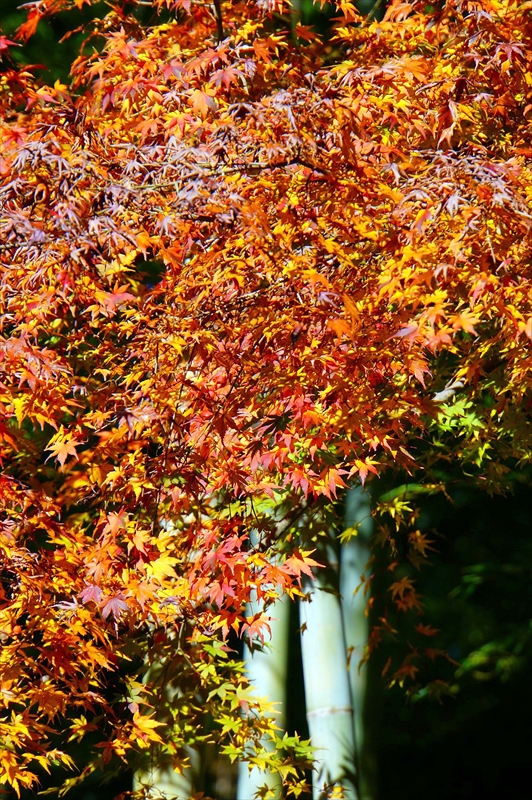 1096_鎌倉円覚寺_神奈川