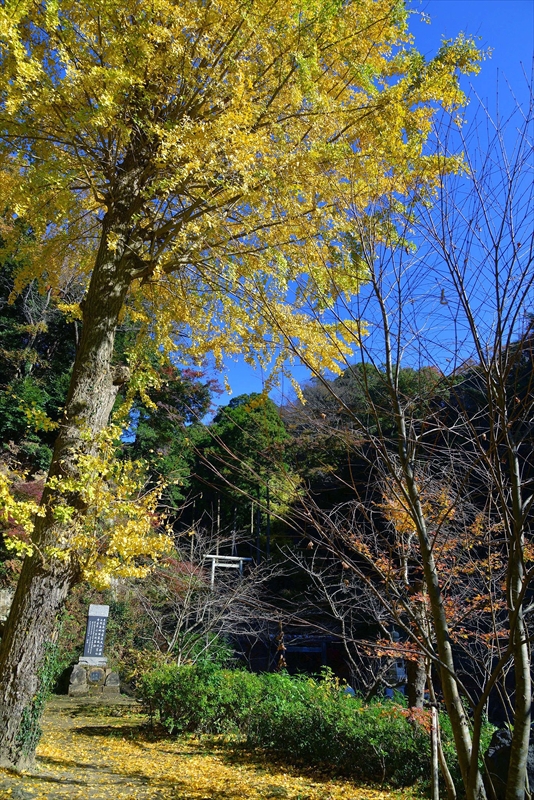 1097_鎌倉円覚寺_神奈川
