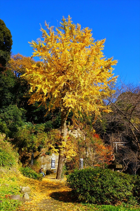 1098_鎌倉円覚寺_神奈川