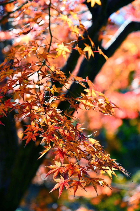 1100_鎌倉円覚寺_神奈川