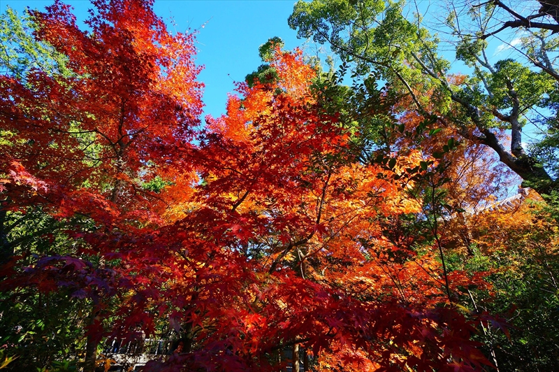 1102_鎌倉円覚寺_神奈川