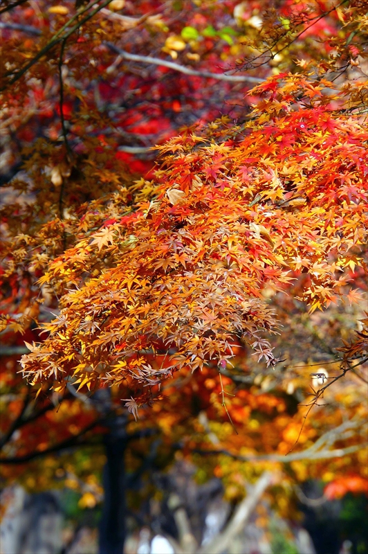 1138__横浜市新羽町_神奈川