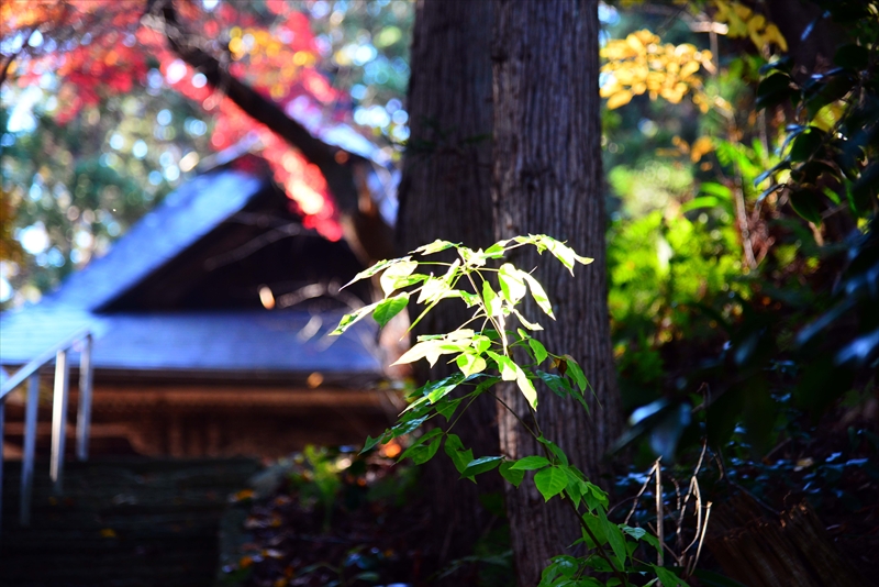 1031_上山市高松観音_山形