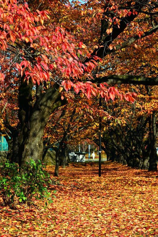 1015_霞城公園_山形