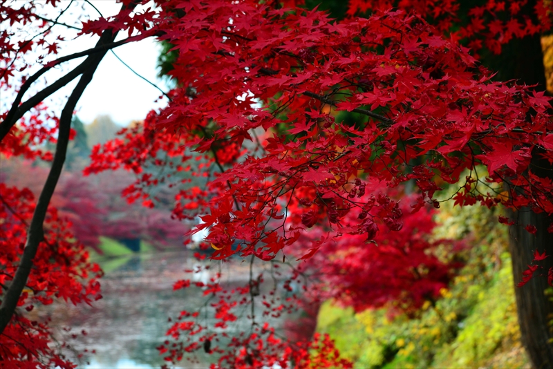 1006_弘前公園_青森