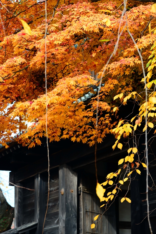 1009_弘前公園_青森