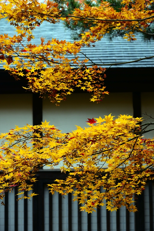 1011_弘前公園_青森