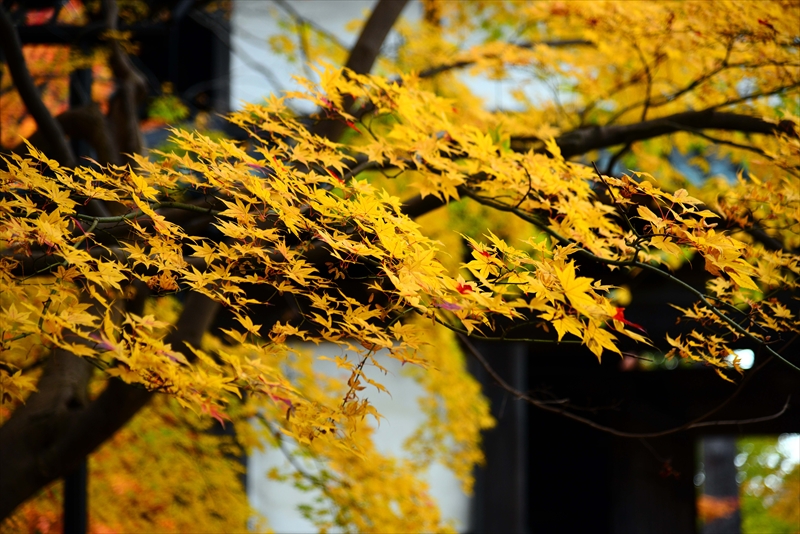 1012_弘前公園_青森