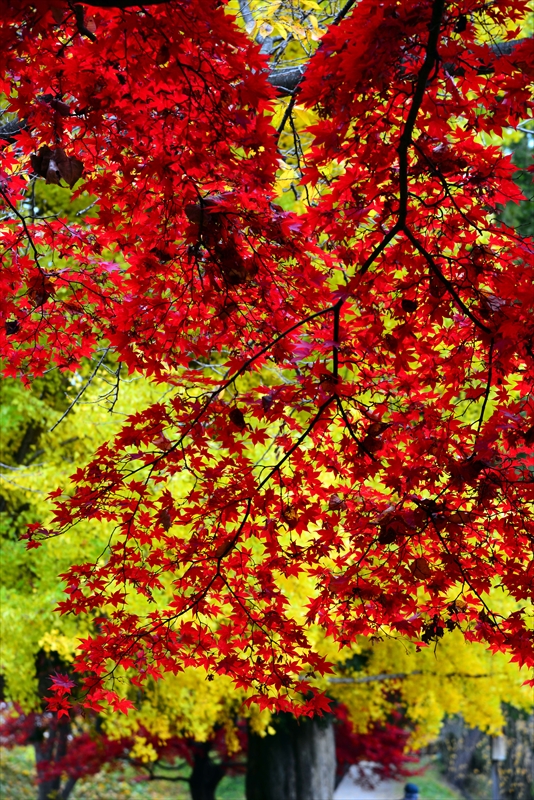 1022_弘前公園_青森