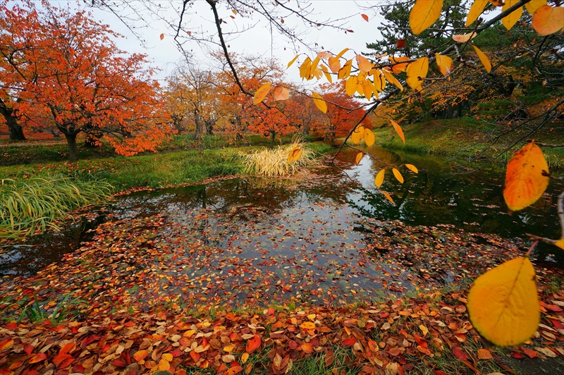 1034_弘前公園_青森