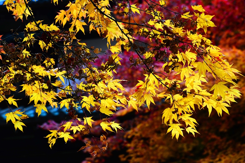 1044_弘前公園_青森