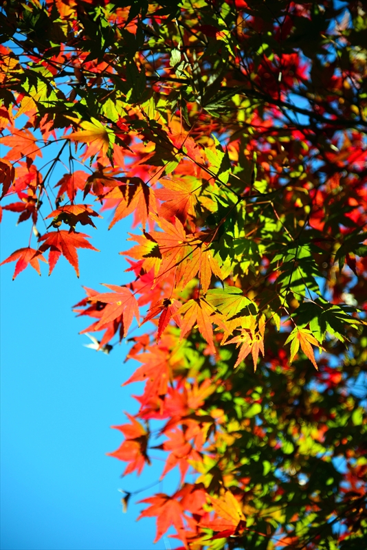 1142__横浜市新羽町_神奈川