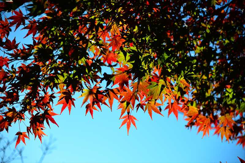 1029_游愁の美_日本