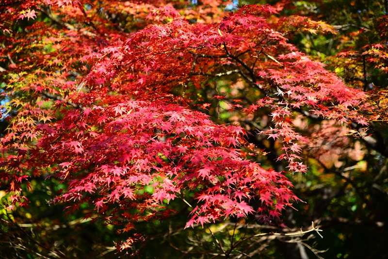 1144__横浜市新羽町_神奈川
