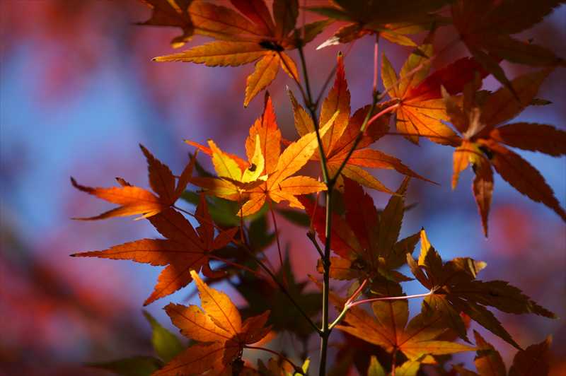 1031_游愁の美_日本