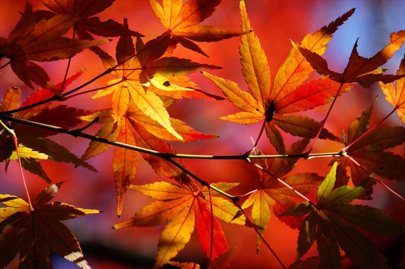 1033_游愁の美_日本