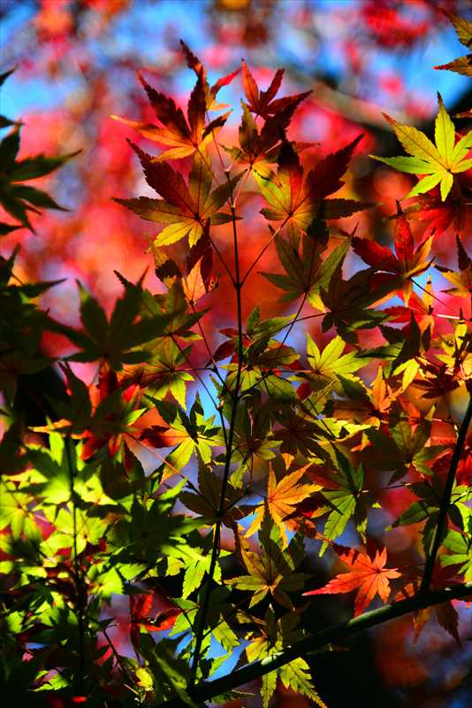 1147__横浜市新羽町_神奈川