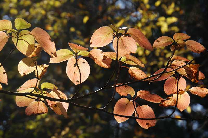 1040_游愁の美_日本