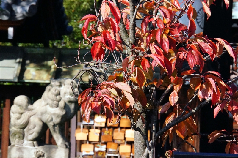 1003_洛中 六孫王神社_京都