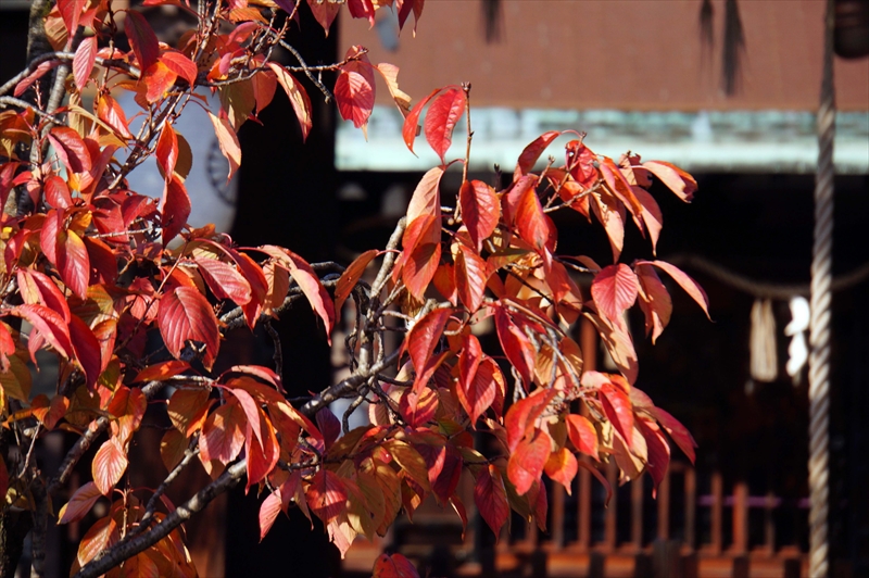 1004_洛中 六孫王神社_京都