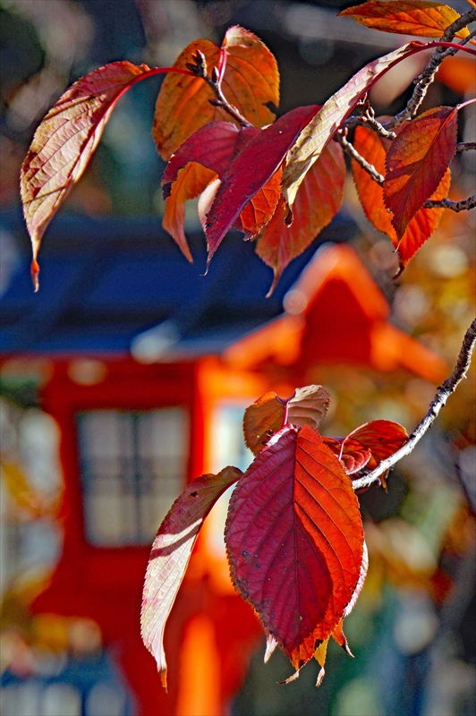1005_洛中 六孫王神社_京都