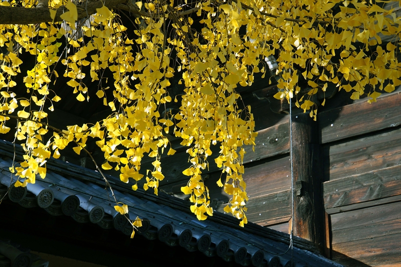 1113_洛中 東寺_京都