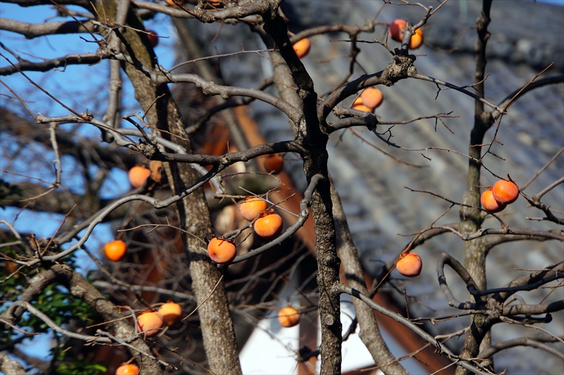 1114_洛中 東寺_京都