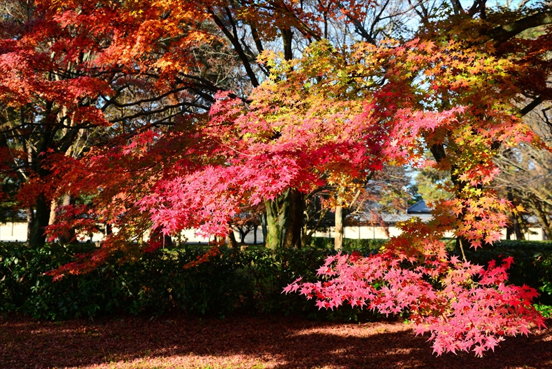 1036_洛中 京都御苑_京都