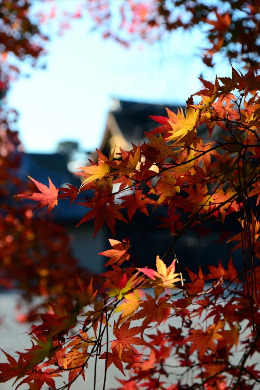 1038_洛中 京都御苑_京都