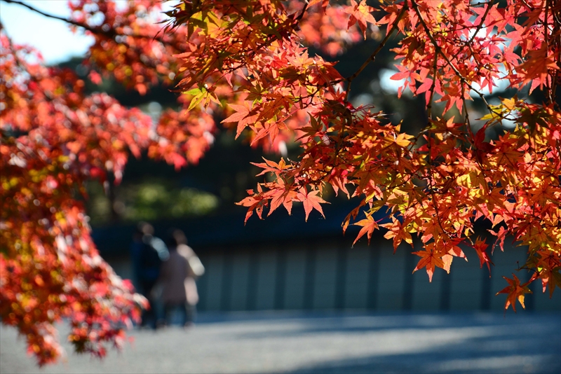 1039_洛中 京都御苑_京都