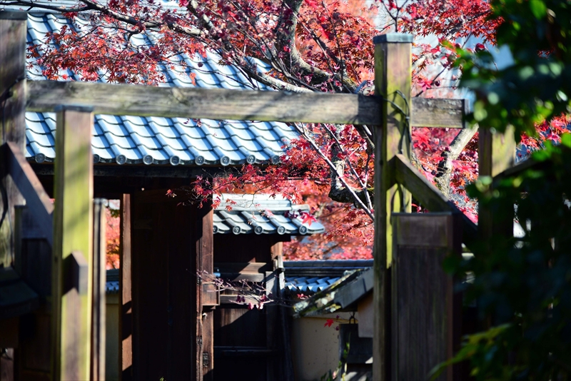 1050_洛北 大徳寺・芳春院_京都