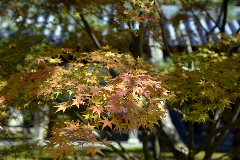1052_洛北 大徳寺・芳春院_京都