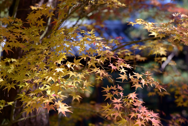 1053_洛北 大徳寺・芳春院_京都