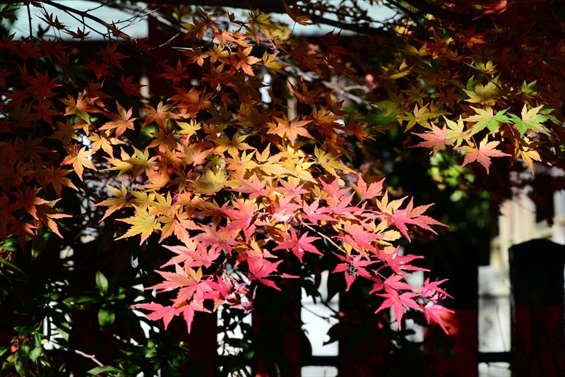1017_洛北 今宮神社_京都