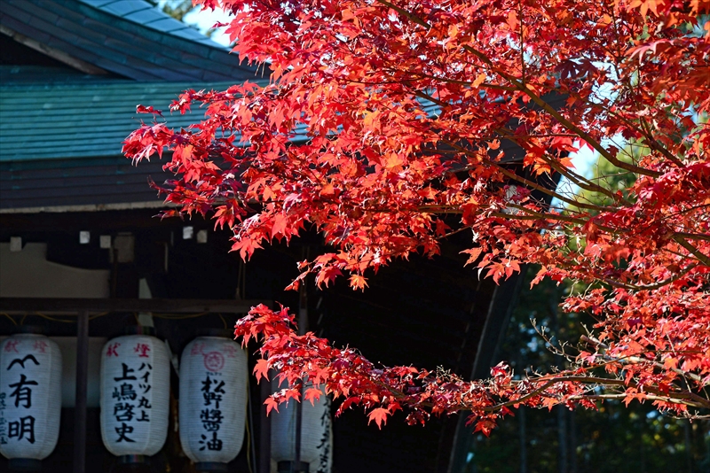 1022_洛北 今宮神社_京都