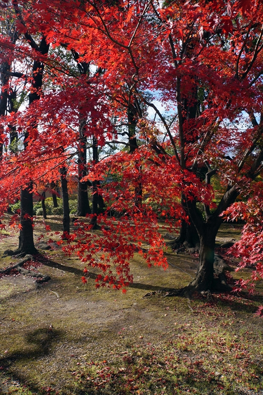 1120_洛中 東寺_京都
