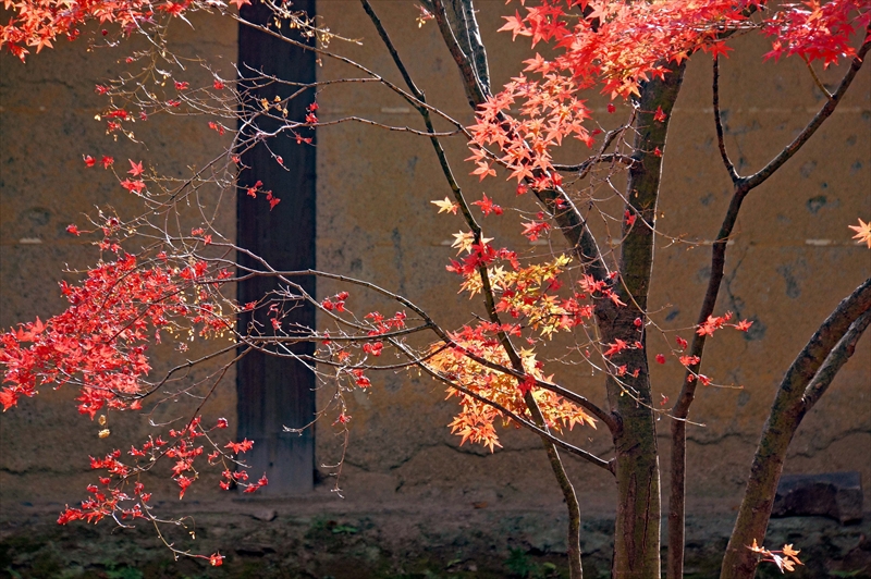 1121_洛中 東寺_京都