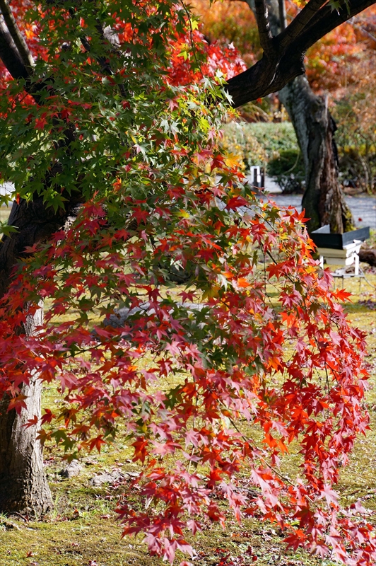 1125_洛中 東寺_京都