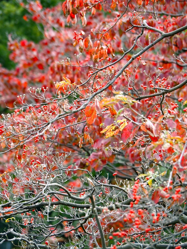 1153__横浜市新羽町_神奈川