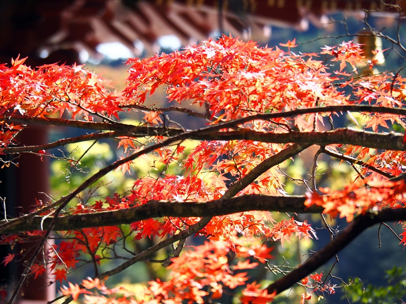 1008_日光山 輪王寺_栃木
