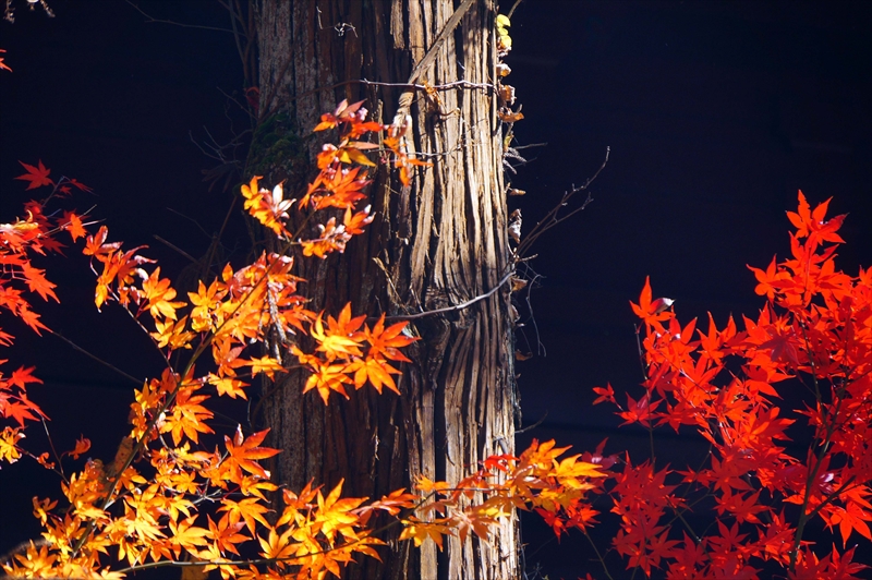 1009_日光山 輪王寺_栃木