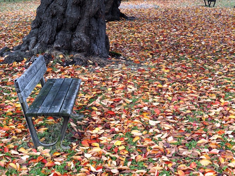 1046_弘前公園_青森